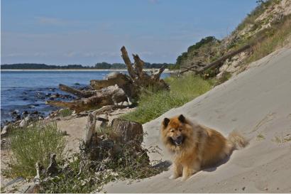 Unser Hund am Strand