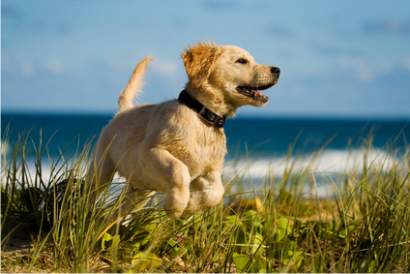 Hund